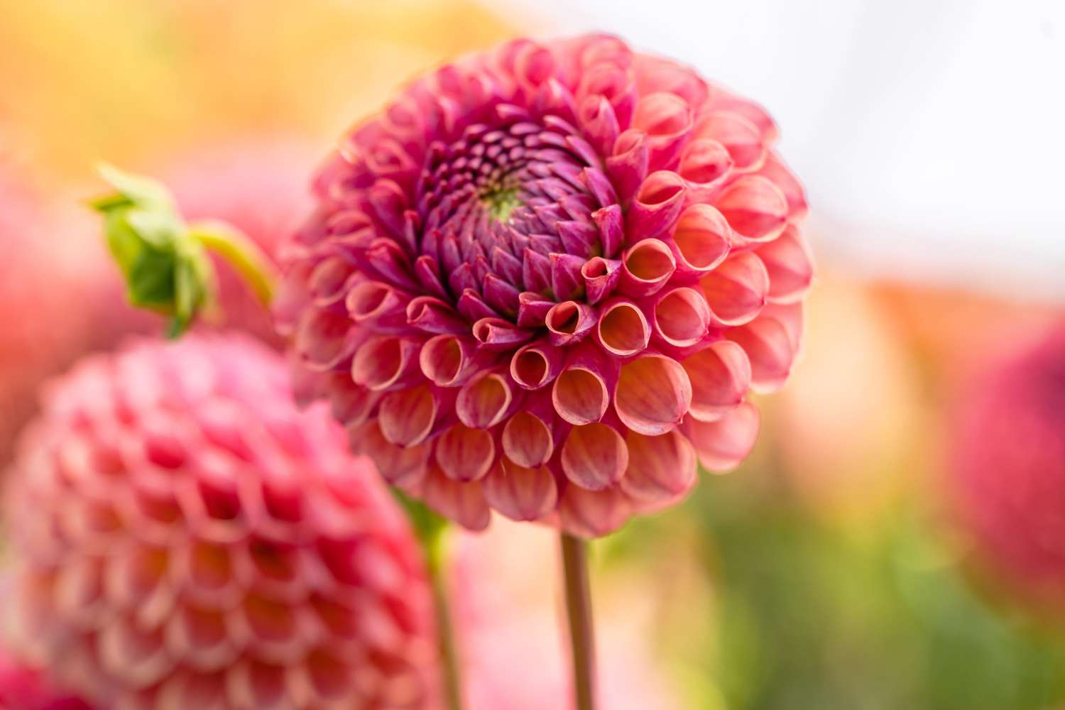 Daalia 'Caitlin's Joy'